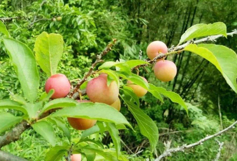 酸甜消暑又開胃，周末到興寧徑南鎮(zhèn)嘗高山李果