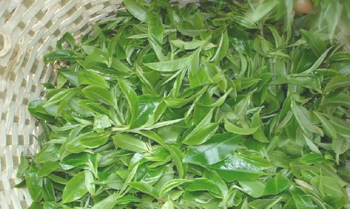 購買茶葉需要注意些什么？